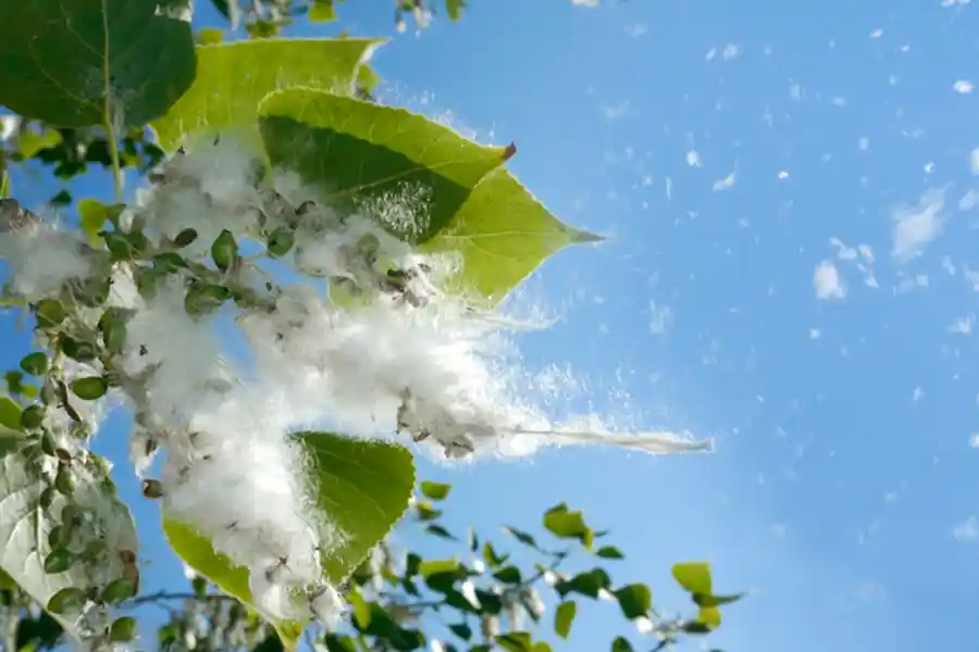 Outdoor allergens affecting indoor air quality